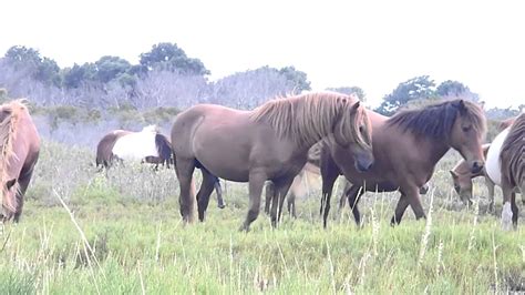 horses breeding in the wild